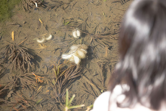 サンショウウオ 里山